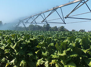Campo de cultivo de tabaco.