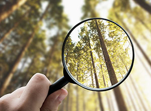 Paisaje de árboles.