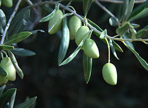 Detalle de aceitunas